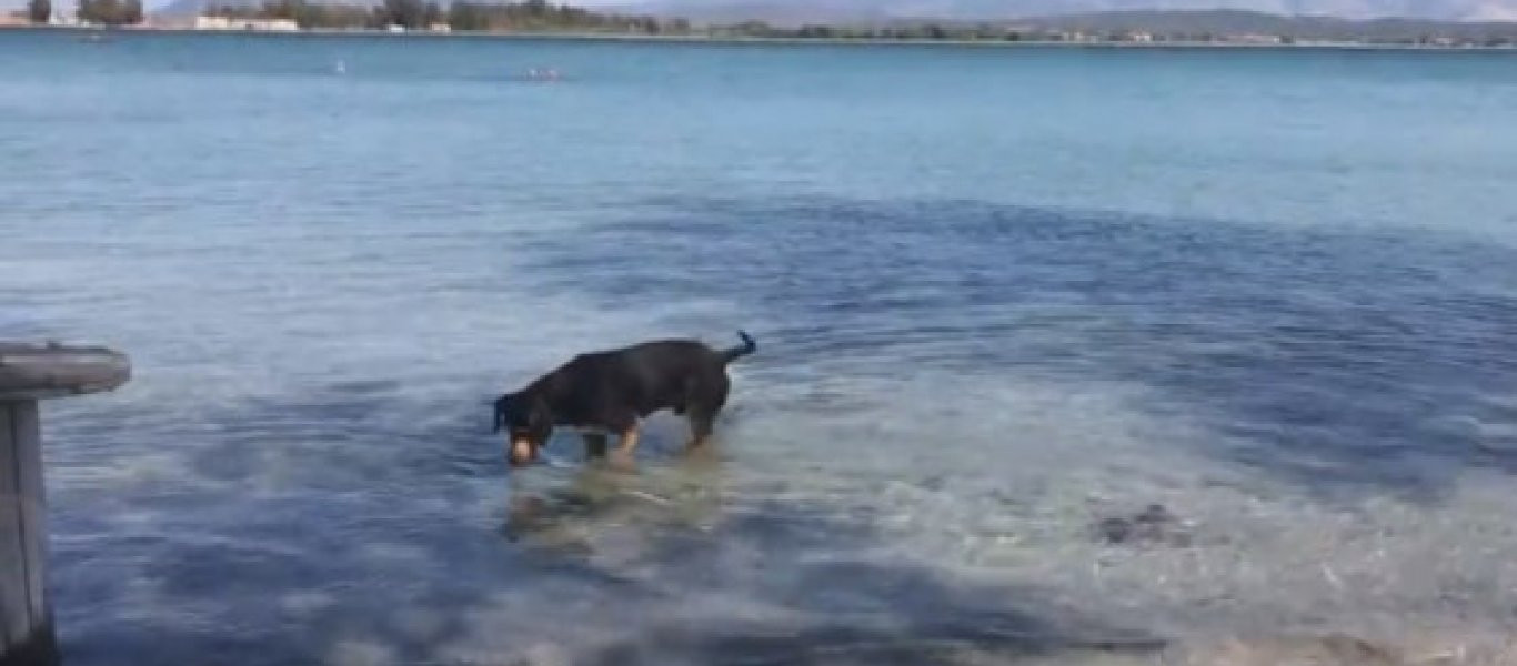 Ο σκύλος... ψαράς της Πρέβεζας! (βίντεο)